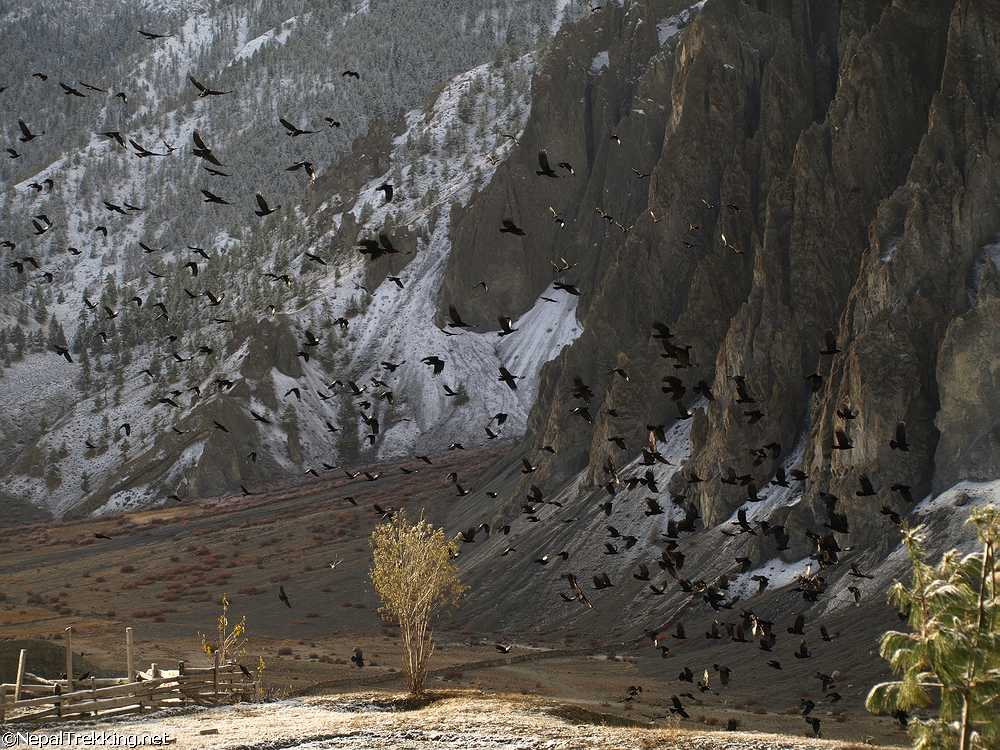 Himalayan Crows