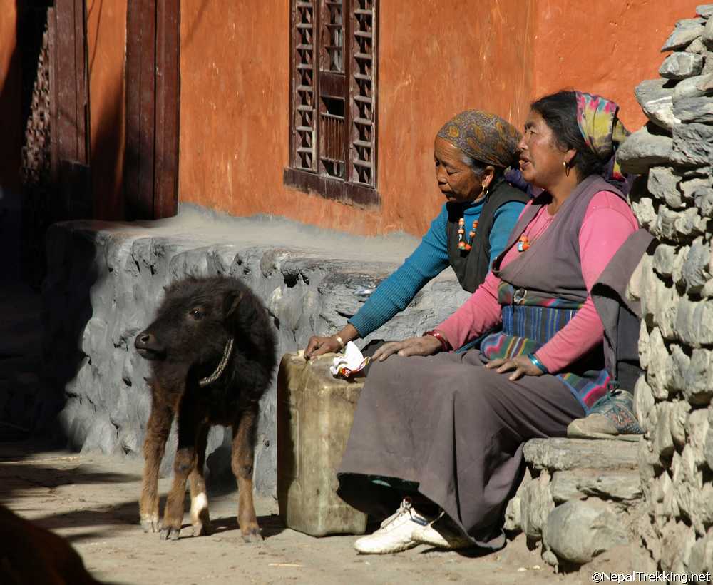 Nepali Women  with Calf