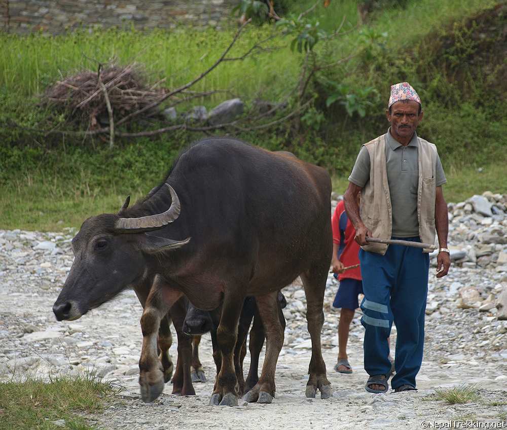 Farmer with Water Buffalo