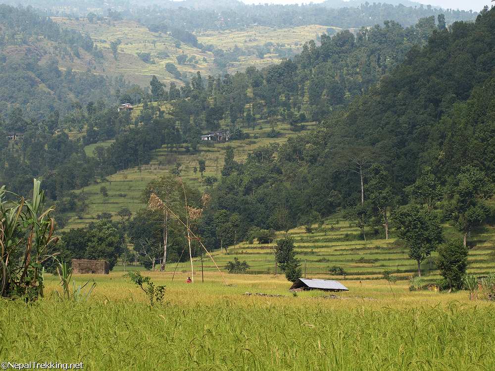 Nepal Rice Growing Area